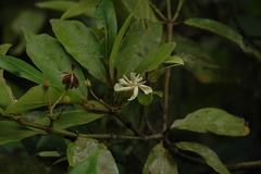 Catunaregam rugulosa